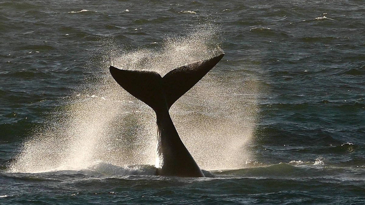 De Kelders Bed & Breakfast | Spitzeseafront. .Beachfront, Whale watching
