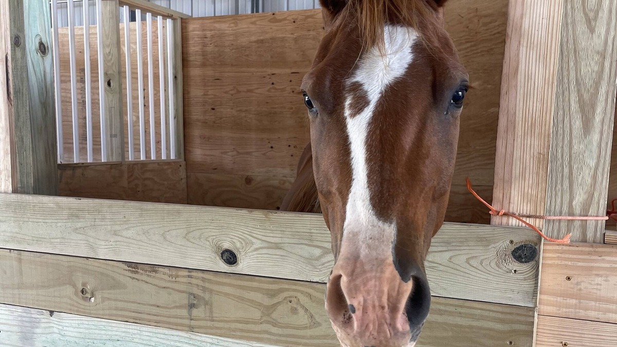 Rowland RV Rental | Staying on a working horse farm