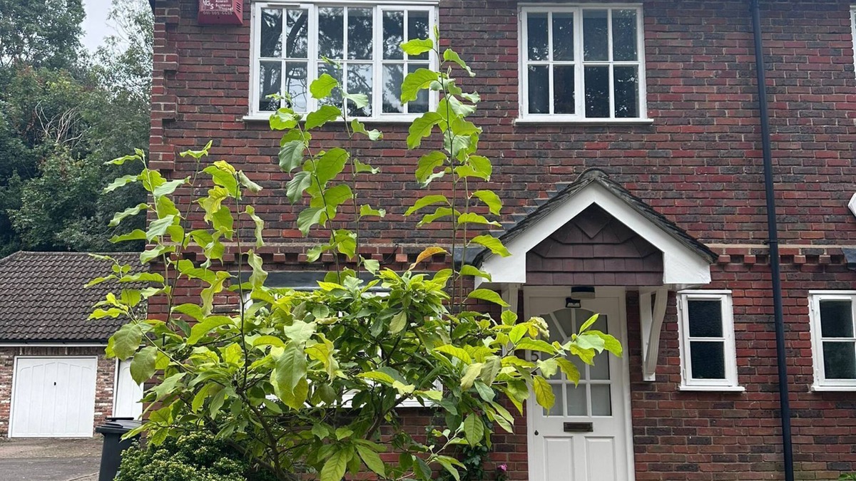 London Borough of Bromley House | Stylish, Renovated Chislehurst Retreat – Walk to Station, Pubs & More!