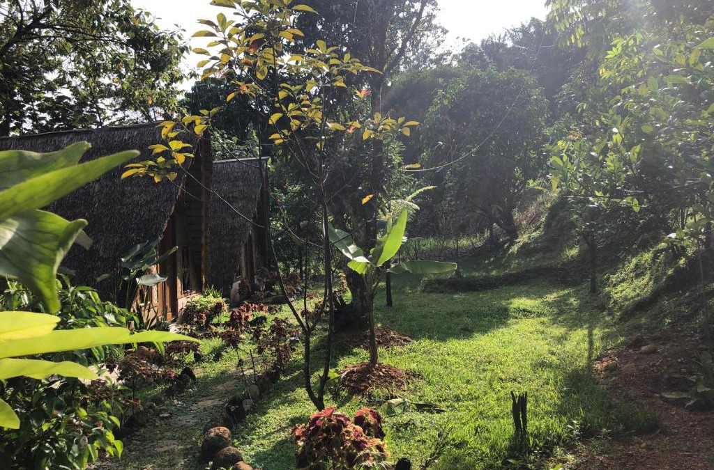 Bukit Lawang House | Sumatra Thomas Leaf Monkey Guesthouse & Jungle Trek