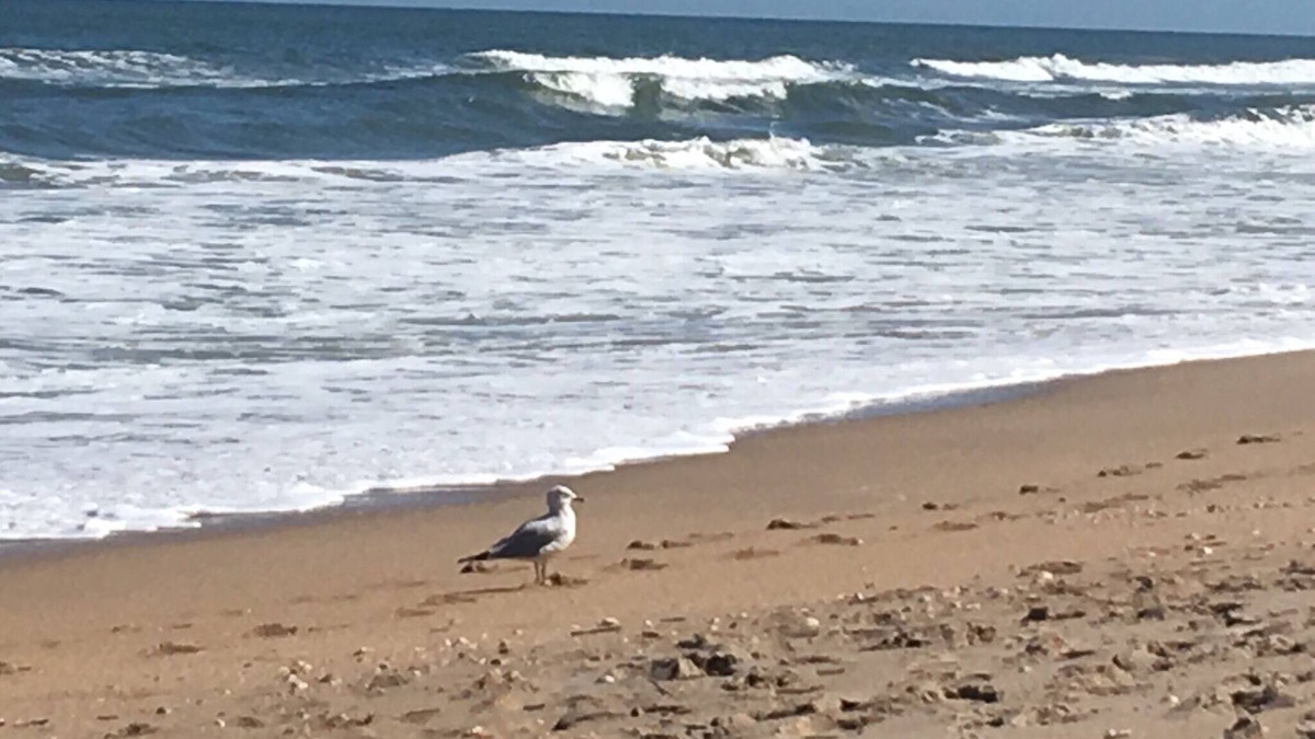 New Smyrna Beach Apartment | Sun Surf Shell Repeat.n99 Steps to Ocean!nPrivate, Serene Special 6 month rate.