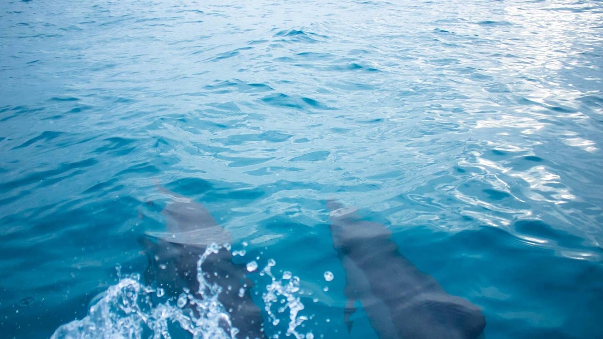Guraidhoo Cabin | Sunshine Lodge: Luxurious Rooms, Delicious Food and Fantastic Excursion Trips