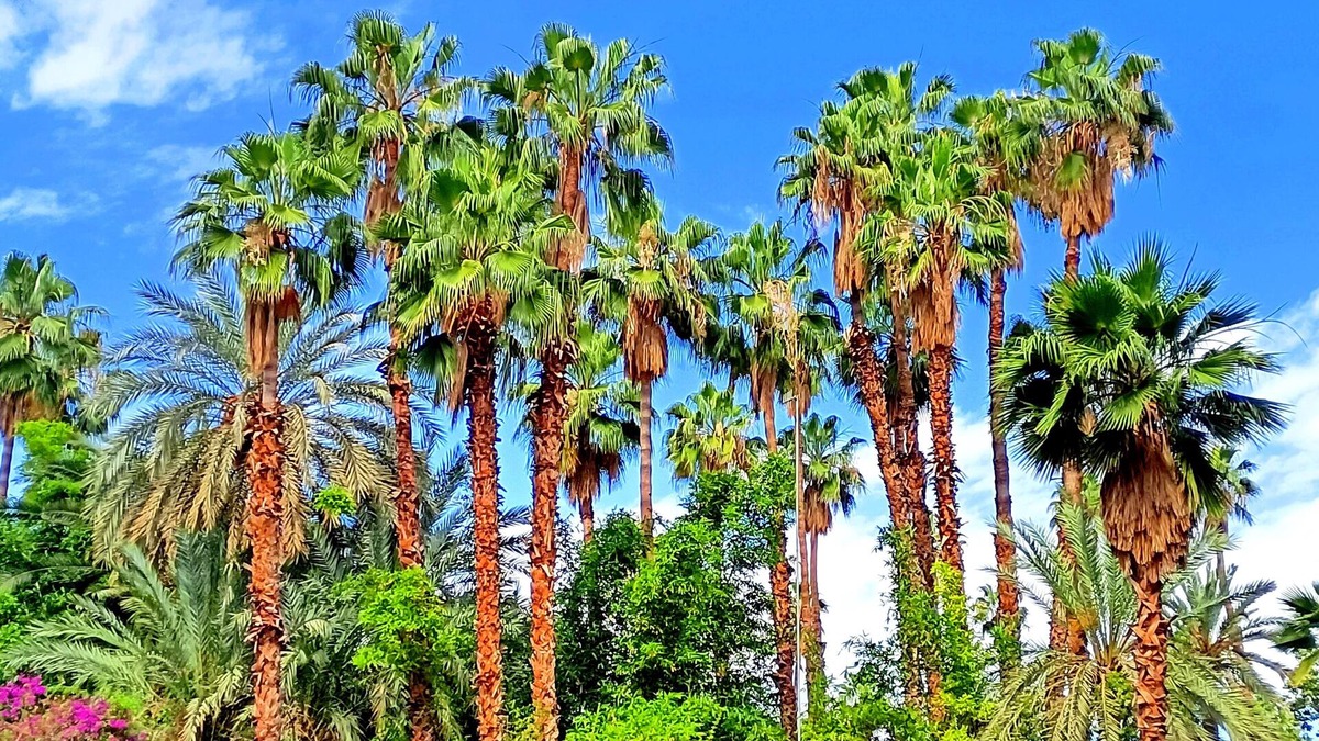 Majorelle Apartment | Superbe Apt Vue Exceptionnelle sur les Jardins Majorelle, Rue Yves Saint Laurent