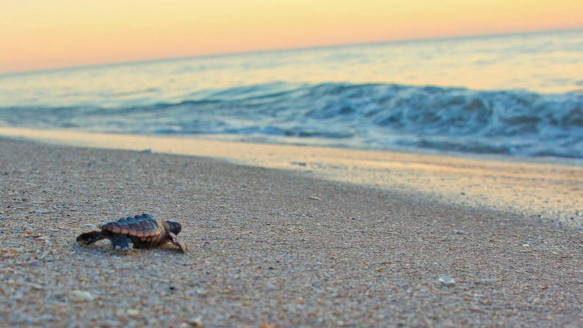 Floridana Beach House | Surfing Buddha Family Beach House - walk to beach - pet friendly