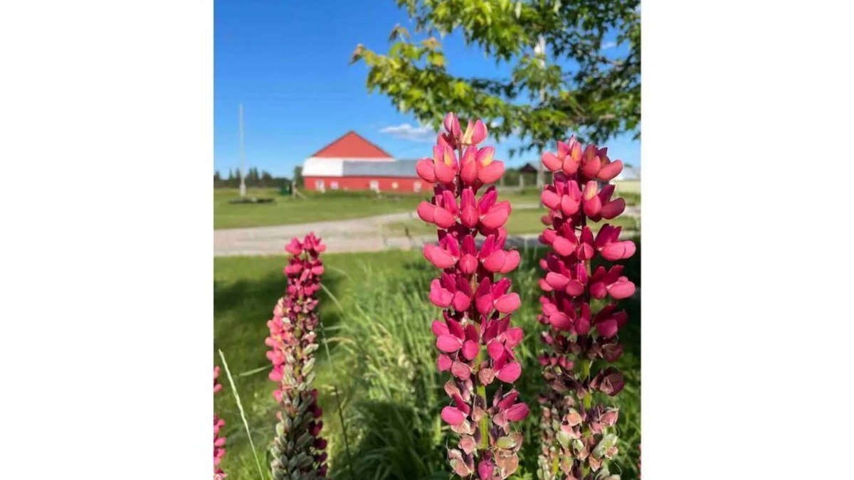 Hessel House | Sweet Winds Michigan Upper Peninsula Farm