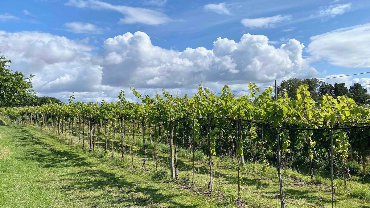 Karrebksminde House | talian charm at VINEYARD near Karrebæksminde