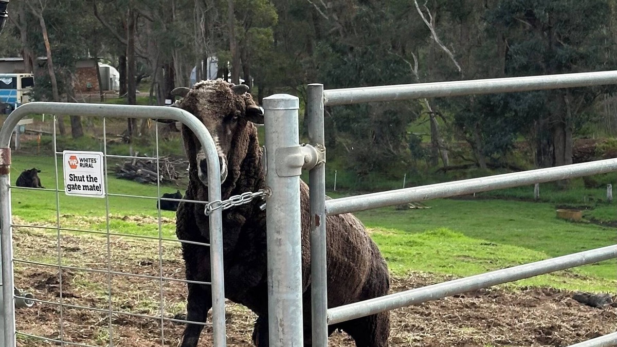 Nannup Ski Chalet | Tanjanerup Chalets "Clementine"nFarm Stay, Meet Larry, Clementine, Lady & Floss