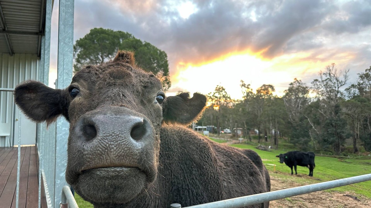 Nannup Ski Chalet | Tanjanerup Chalets "Winston"nFarm Stay. Meet Larry, Clementine, Lady & Floss