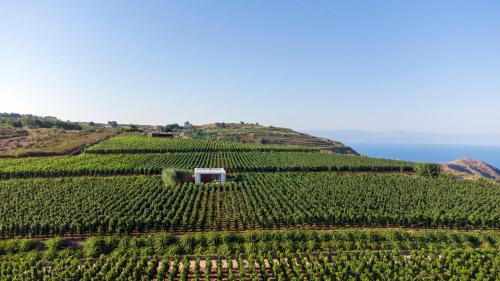 Quattropani Resort | Tenuta di Castellaro Winery & Resort