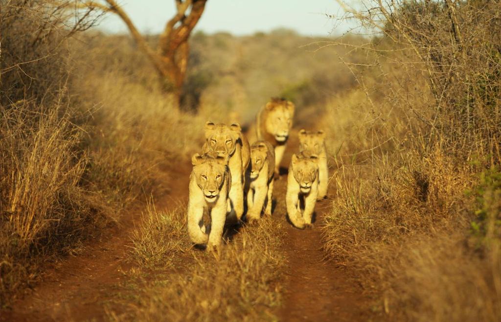 Hluhluwe Cabin | Thanda Safari
