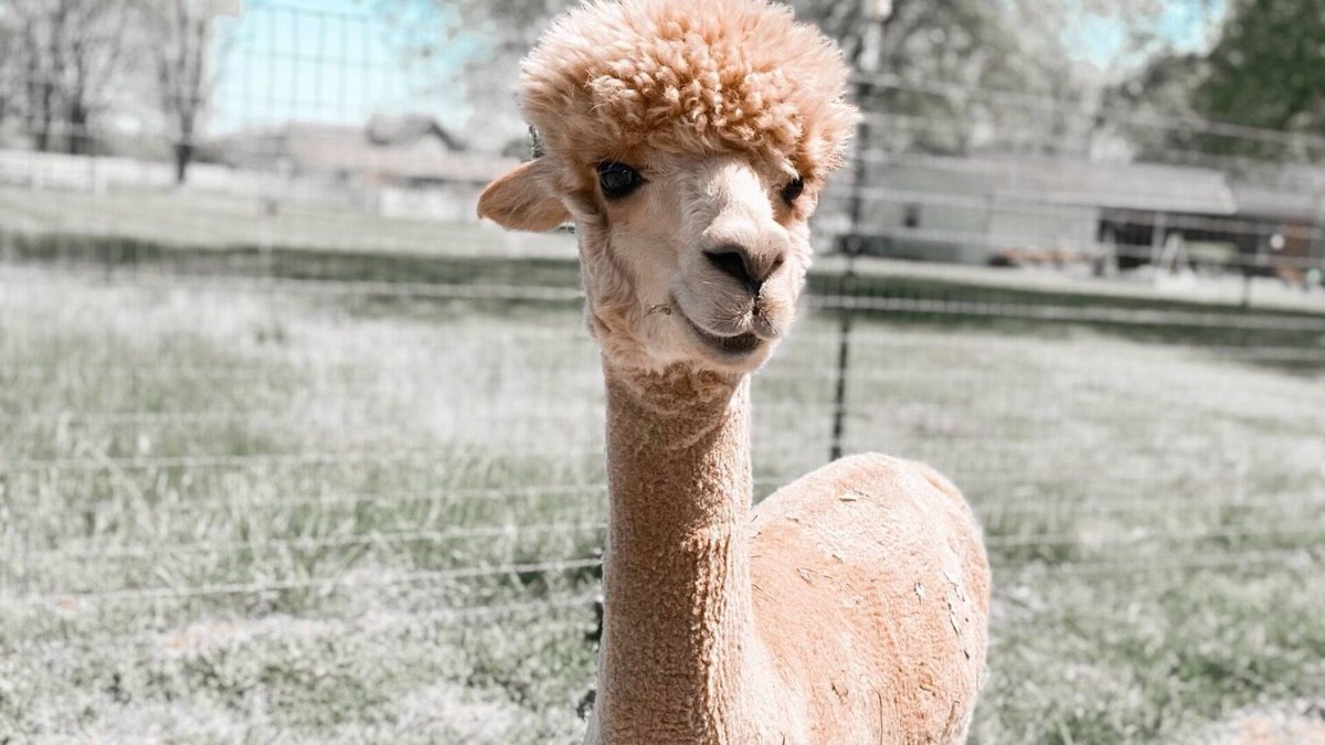 Gallatin House | The Alpaca Campa - Minutes to Nashville