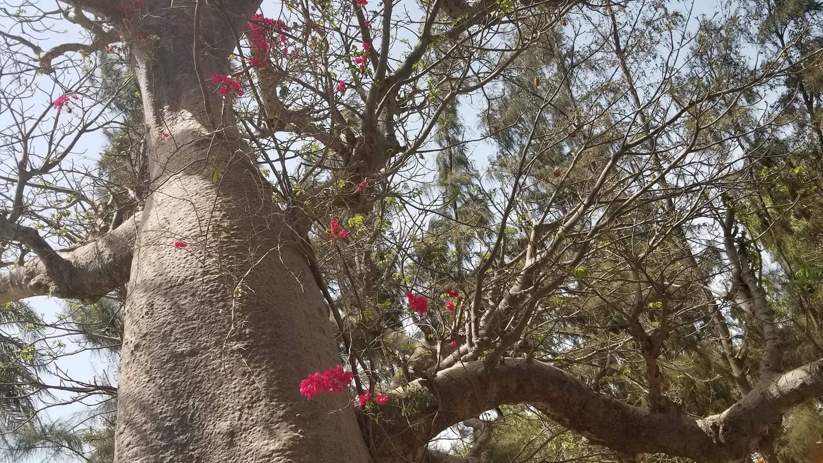 Palmarin House | The baobab house