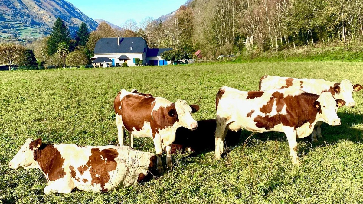 Accous Bed & Breakfast | The Blue Sheep : 2 beautiful Bed and Breakfast of charm in the Aspe Valley
