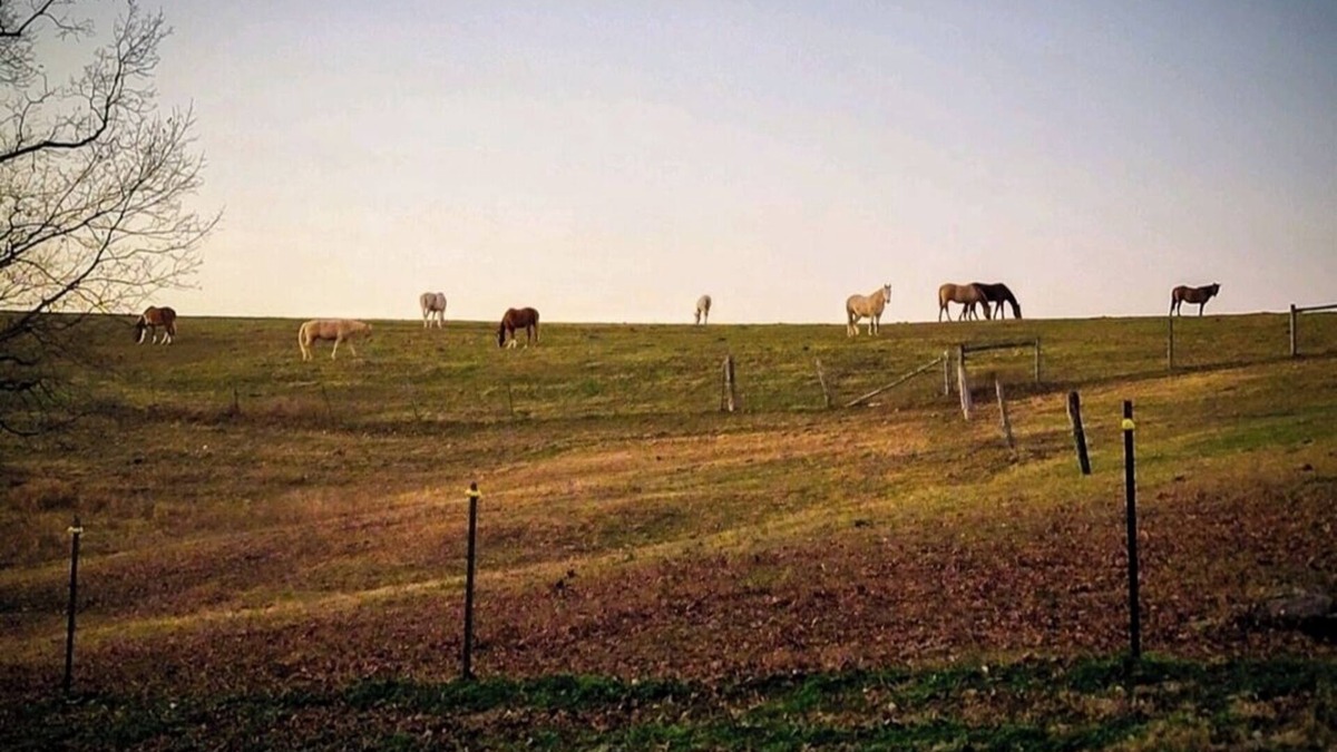 Cub Run Other | The Bunkhouse @Dragonfly Ranch is made to make you feel like home away from home