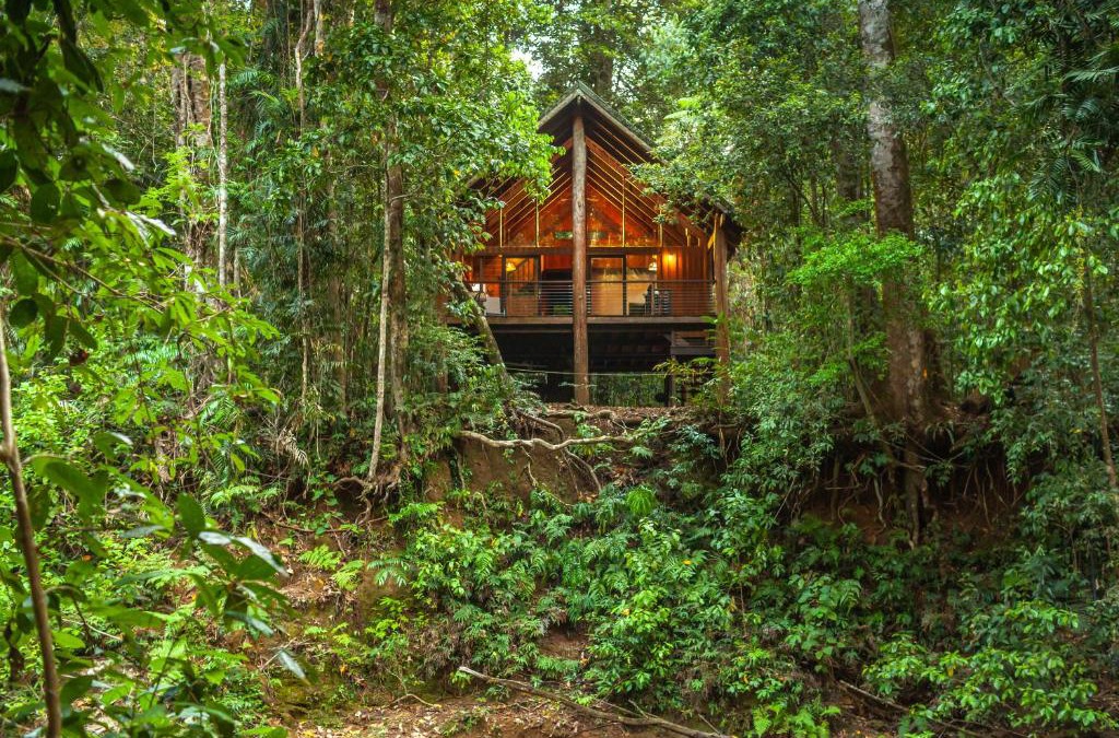 Tarzali Cabin | The Canopy Rainforest Treehouses & Wildlife Sanctuary