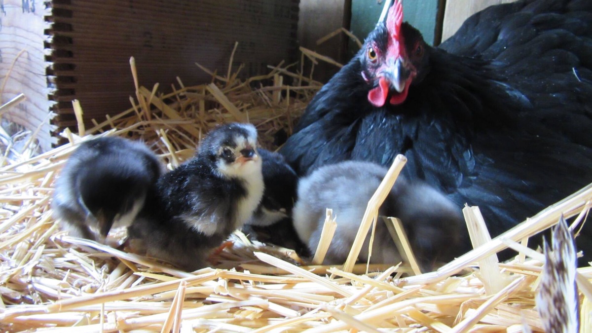 Palmer Lake Cabin | The Hen House & Gardens: Near USAFA & PineCrest Event Center