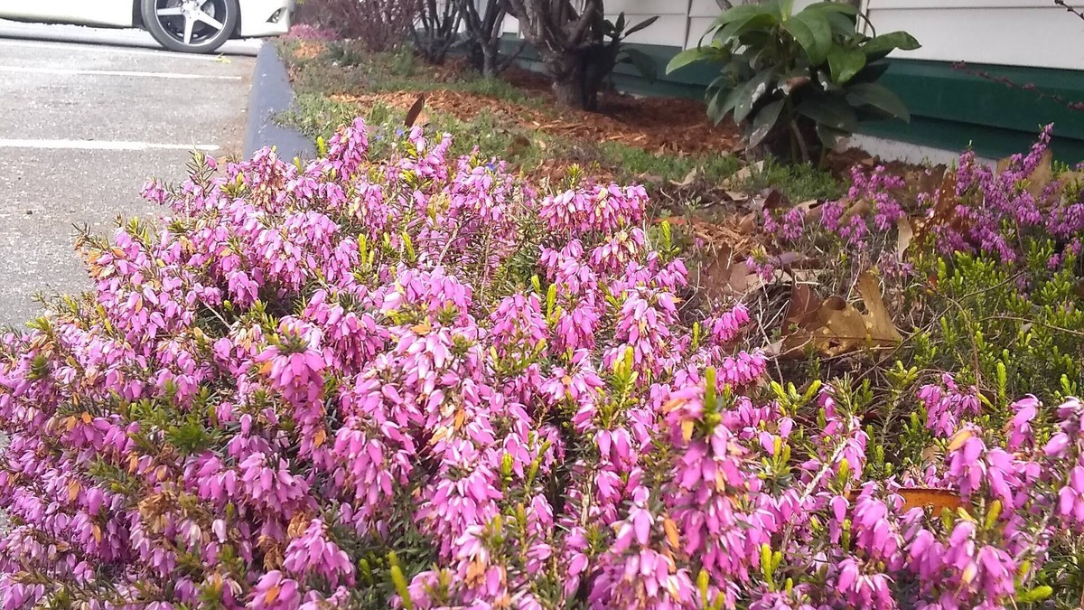 Friday Harbor Hotel | The Orca Inn