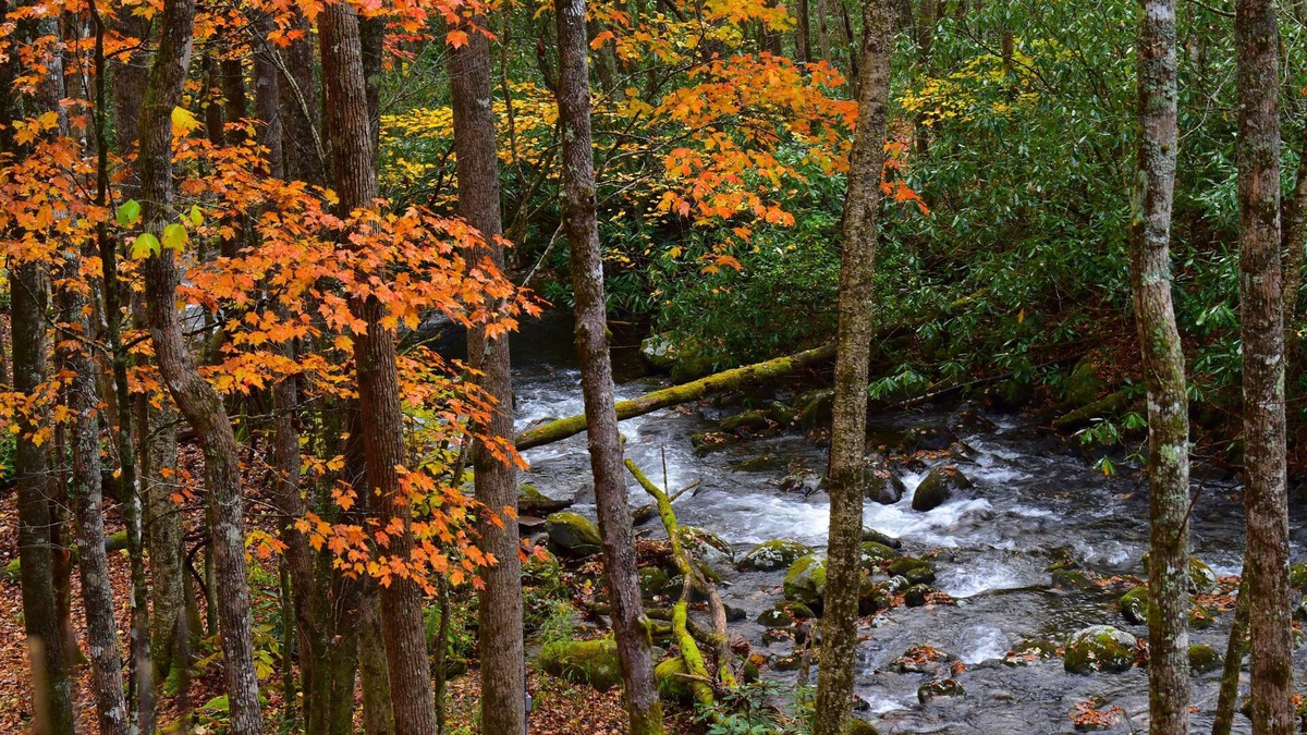 Robbinsville Cabin | The Owl's Perch- Backwoods glamping cabin over amazing creek