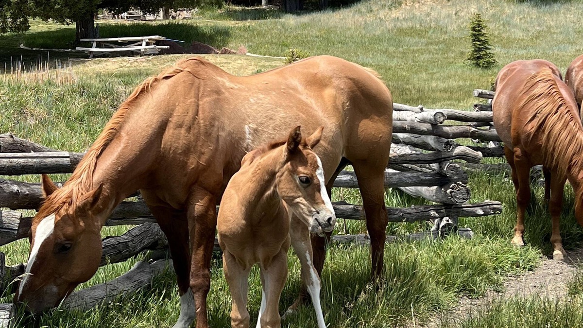 Alton House | The Ranch at Wild Rose - 30 guests - near Zion and Bryce