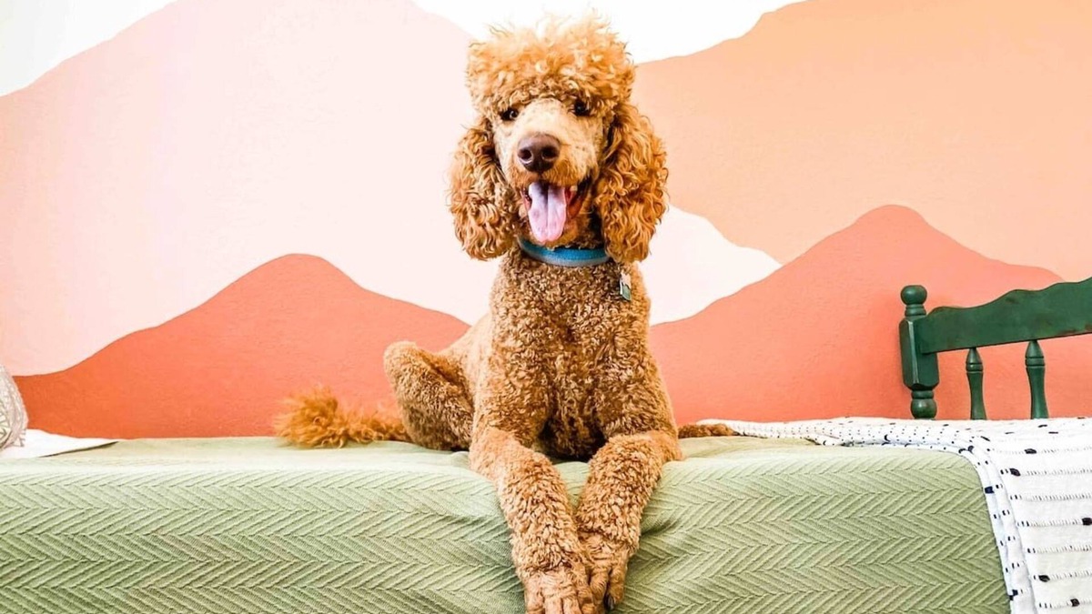 West Valley House | The Retro - dog friendly!