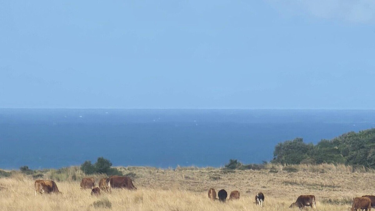 Willowvale Other | The sunrises above the sea, a stretch of a farm and moving ships in the Ocean