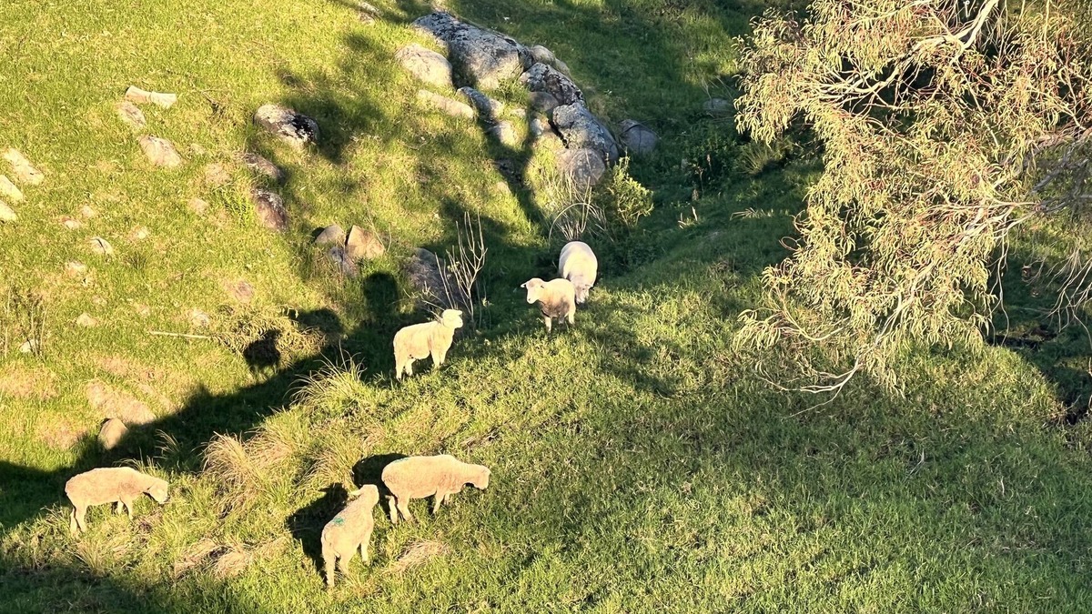 Central Tilba House | The Valley House - Pet Friendly Farm in the heart of Tilba