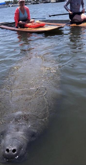 Hodgmans Daytona Boat Rental | Three Brothers Dolphin and Manatee Adventure Tour