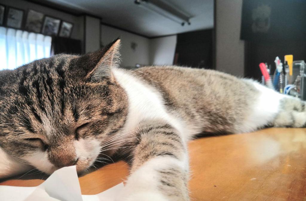 Shimogyo House | Tiny GuestHouse Umekoji 梅小路