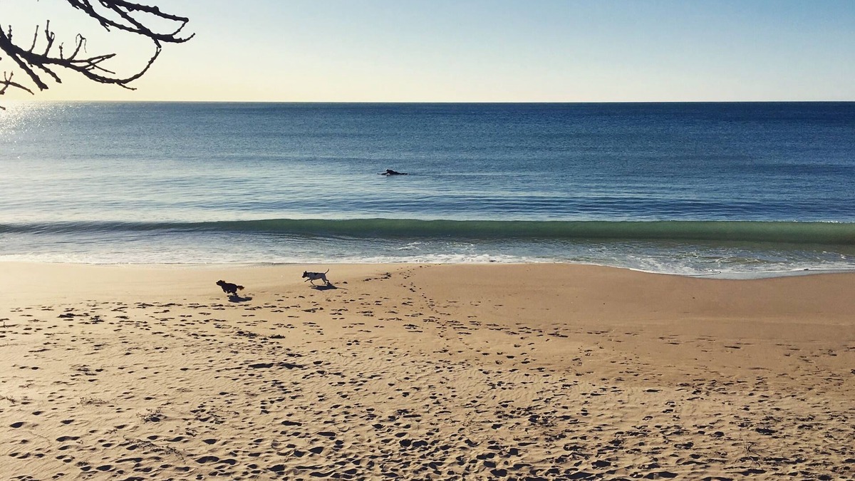 Gisborne Cabin | Tiny Home in Wainui Beach, Gisborne