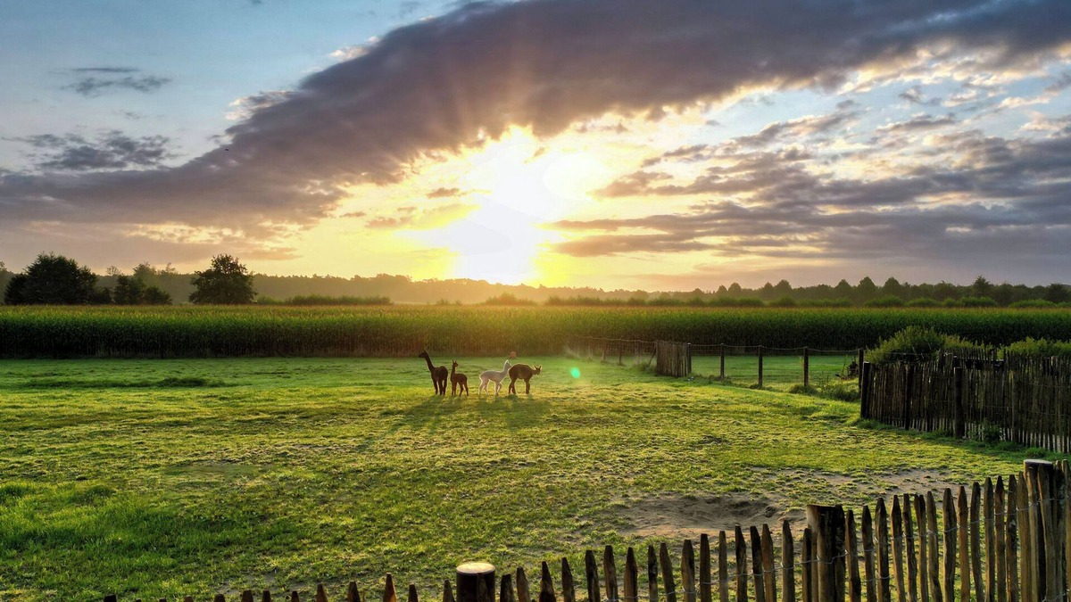 Rhedebrugge Apartment | Tiny House Alpakablick - including free alpaca meet & greet