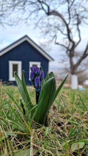 Agapia House | Tiny Nest