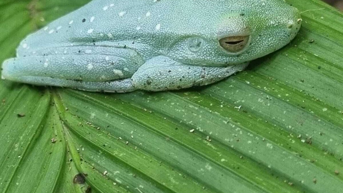 Tortuguero Villa | Tortuguero Villas, Mezcla la Elegancia con la Exhuberante Naturaleza