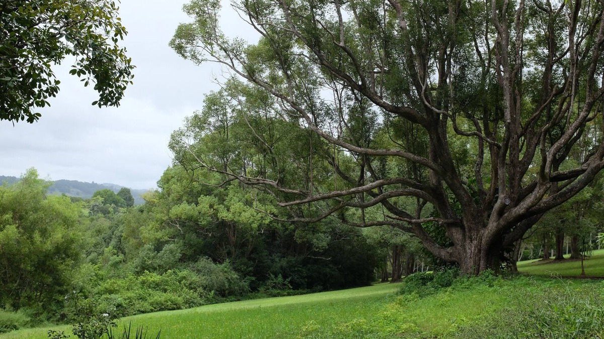 Binna Burra Apartment | Tranquil rainforest apartment, close to Bangalow village, 15 mins to Byron Bay