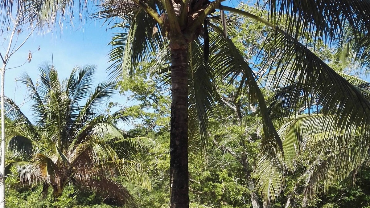 Pantai Tengah RV Rental | Tropical Eco Camping