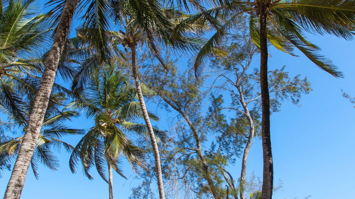 Watamu Resort | Turtle Bay Beach Club