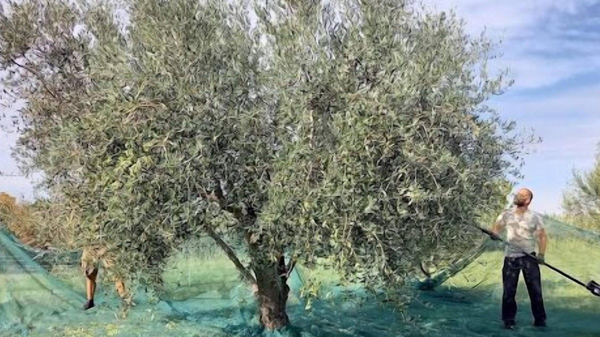 Secovlje Apartment | Two Bedroom Apartment Olive Oil Homestead Milok