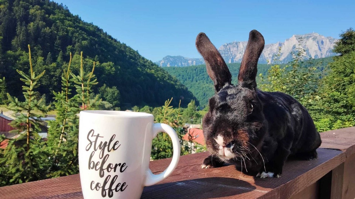 Azuga House | Two Rabbits mountain guesthouse