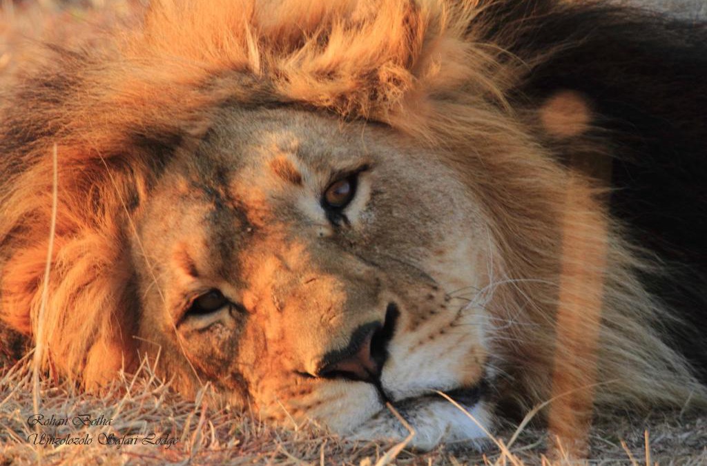 Ladysmith Cabin | Umzolozolo Private Safari Lodge & Spa