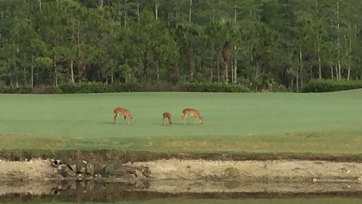 Naples Condo | Updated ground floor in Heritage Bay! 27 holes of Championship Golf