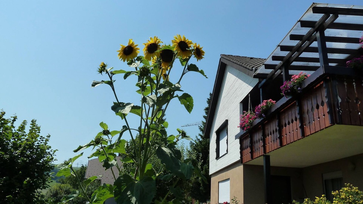 Weilheim Apartment | Vacation apartment/apartment for 2 guests with 35m² in Weilheim (116856)