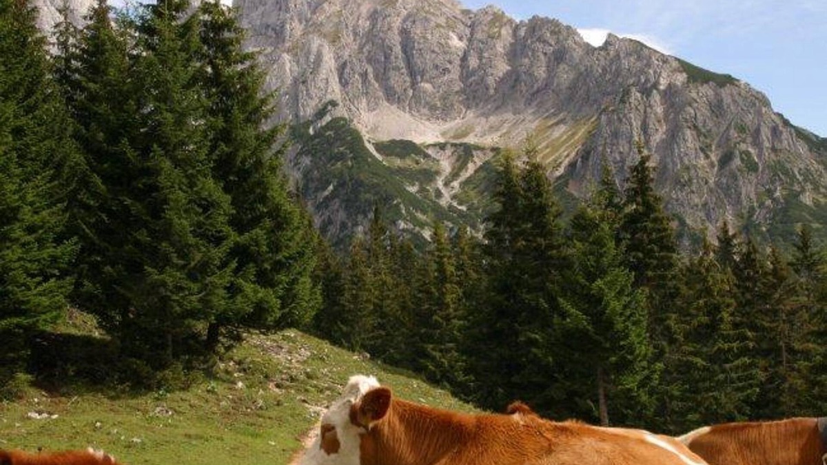 Annaberg im Lammertal Apartment | Vacation apartment Donnerkogel