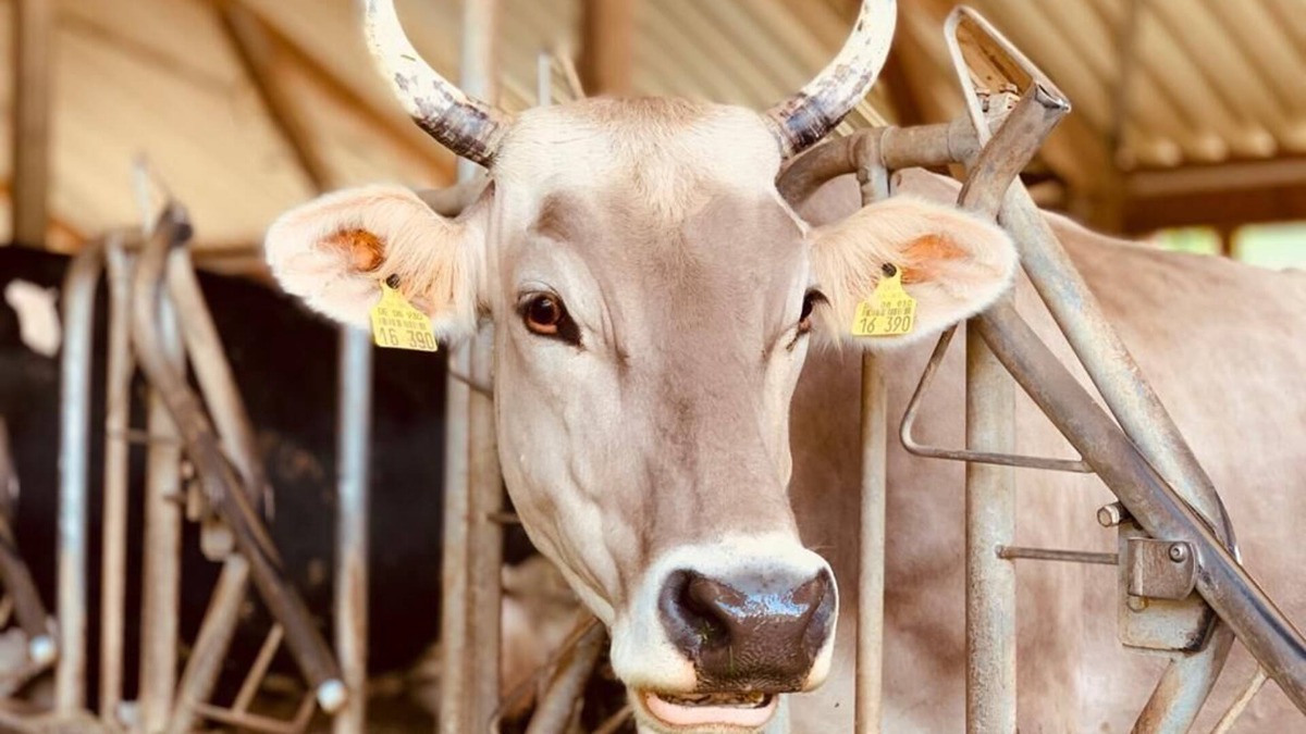 Gebrazhofen House | Vacation in the country, cowbells when you wake up