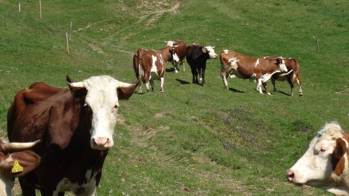 Stegen Apartment | Vacation on a farm with lots of animals