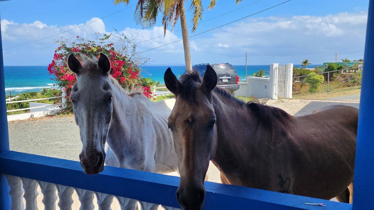 Villa Borinquen House | Vieques Ocean View House & walk to beach 7br - 6bth Pool table & Ping Pong