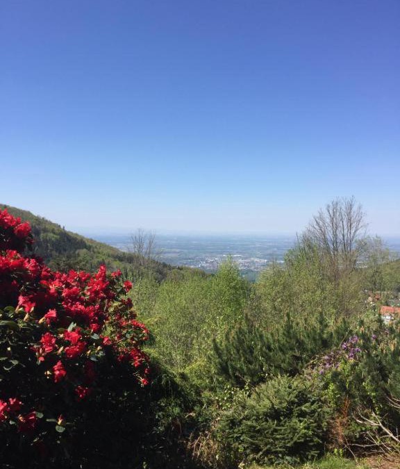 Sasbachwalden Apartment | View from the Rock
