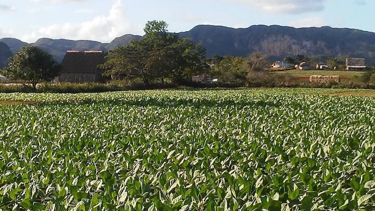 Vinales Villa | Villa Benito VIÑALES
