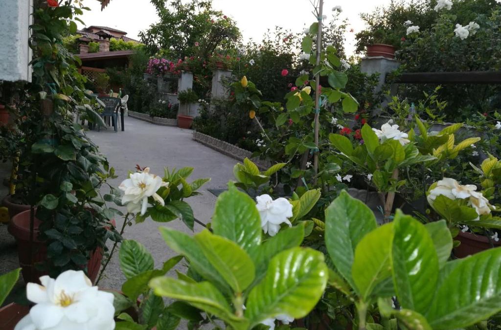 Bova Marina Bed & Breakfast | Villa delle rose