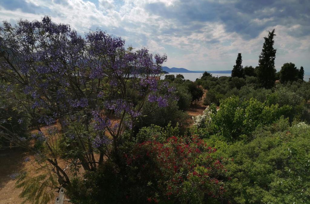 Chalcis Villa | Villa Ioanna Drossia