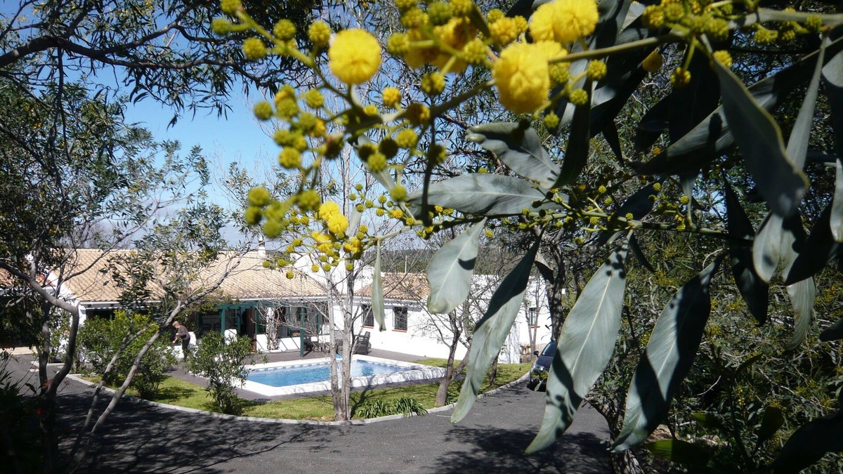 Picarral Villa | Villa located in Algavre in the heart of a typical Portuguese village