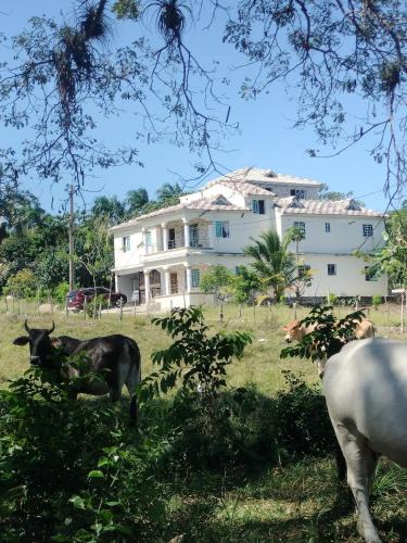 Magante Villa | Villa Magante